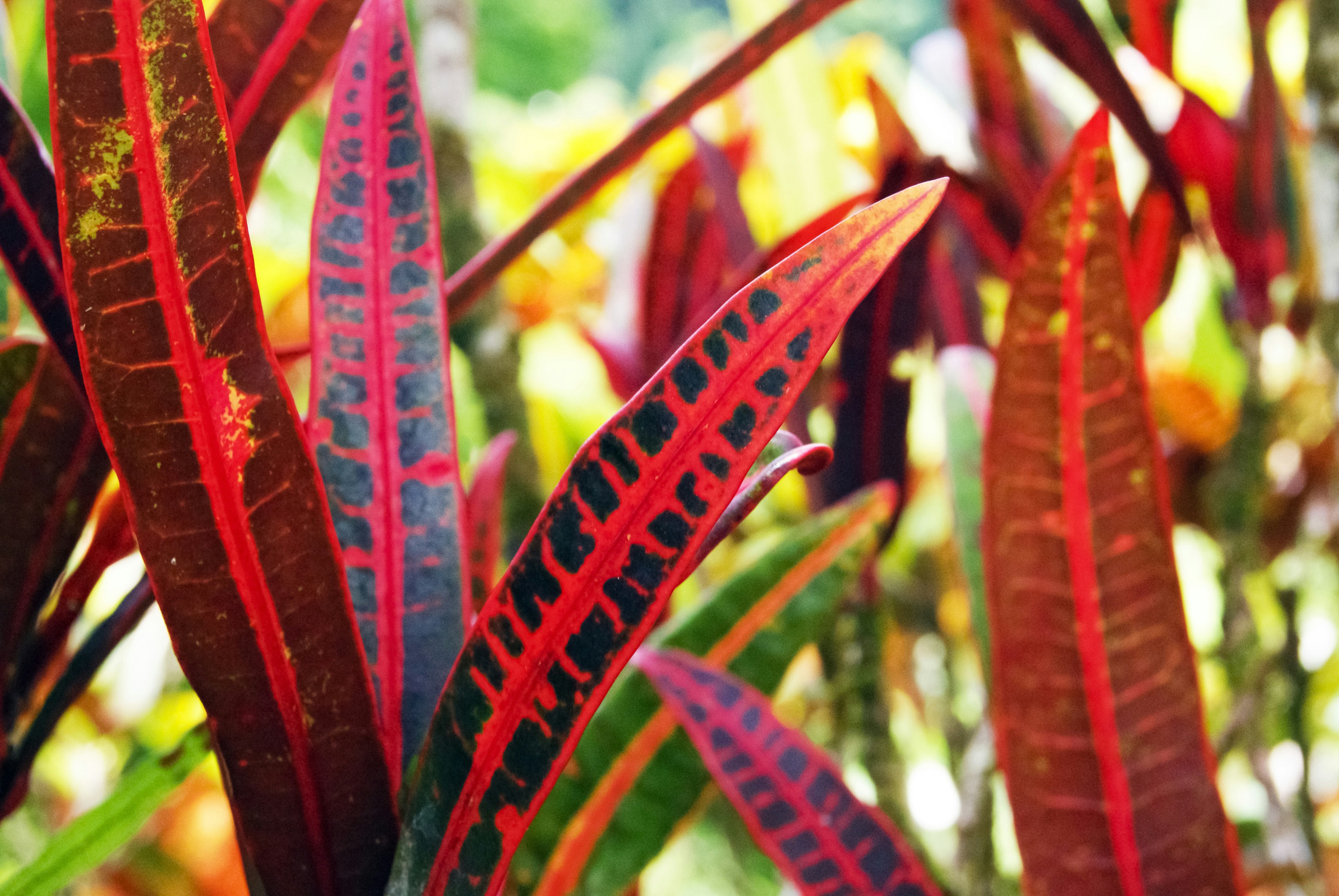 green and red plant during daytime